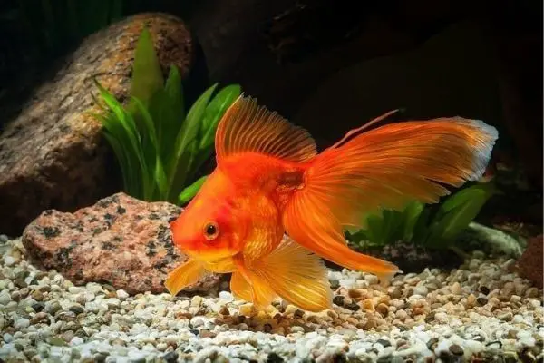 , Top 10 Most Expensive Goldfish In The World ( With Pictures )