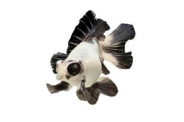 Pandamoor goldfish