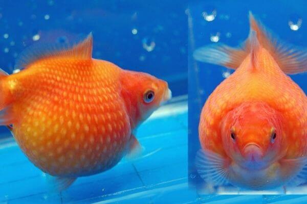 Pearlscale goldfish