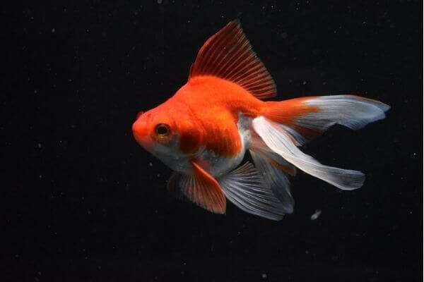 Ryunkin goldfish