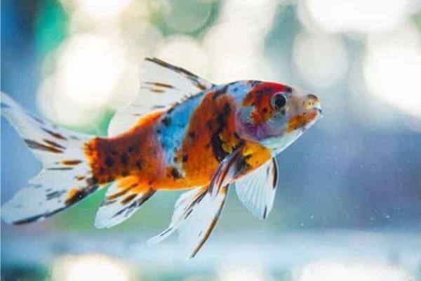 Shubunkin goldfish