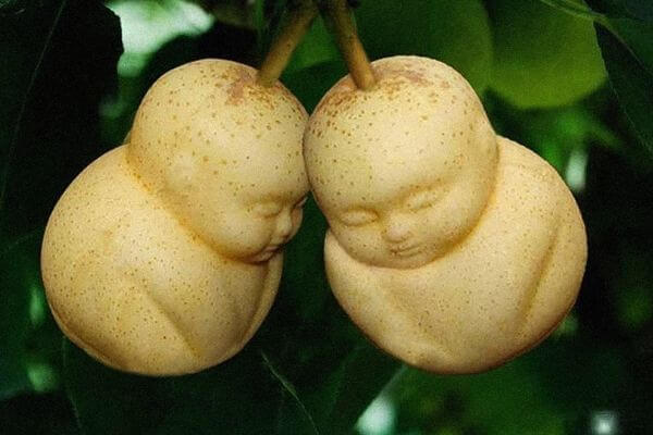 The Buddha Shaped Pears