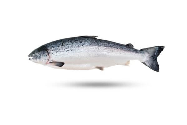 wild-king-salmon