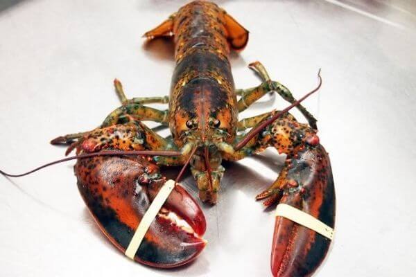Forchu Lobster