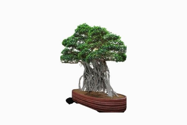 11 Most Expensive Bonsai Trees In The World With Pictures