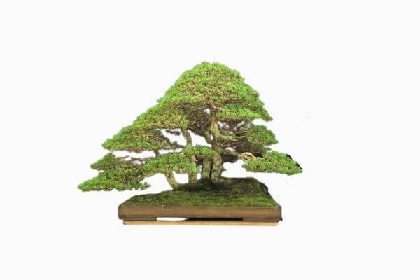 Silvestris Pine Bonsai