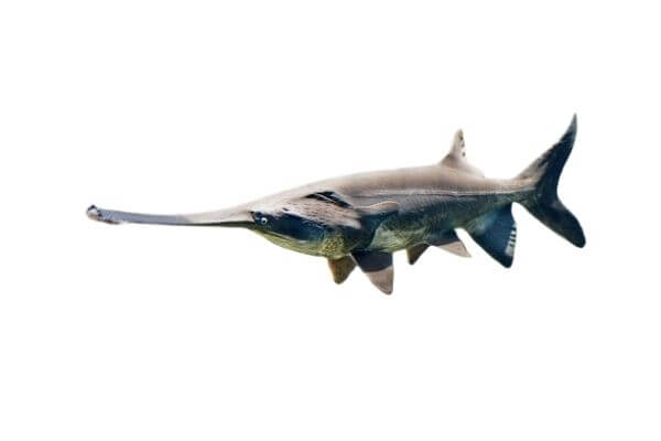 rarest freshwater aquarium fish