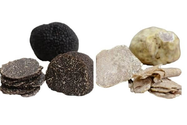 Fresh black winter Perigord truffles and Italian Alba white truffles