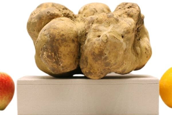 Largest truffle sold at Sotheby's auction