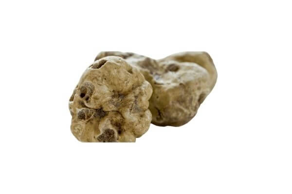 White truffle at the 16th International auction of the white truffle