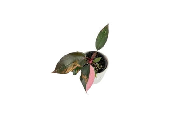 Half-moon Philodendron Pink Princess