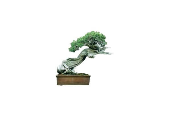 Juniper Bonsai Tree (15 Beginner questions_Answered)