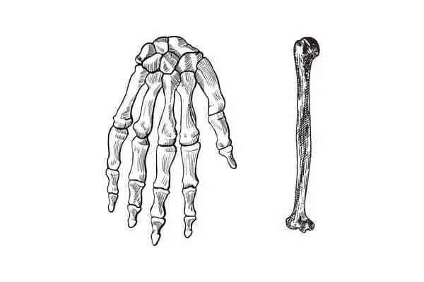 phalanges are to the humerus